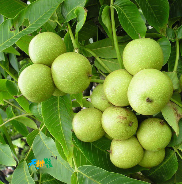 核桃树