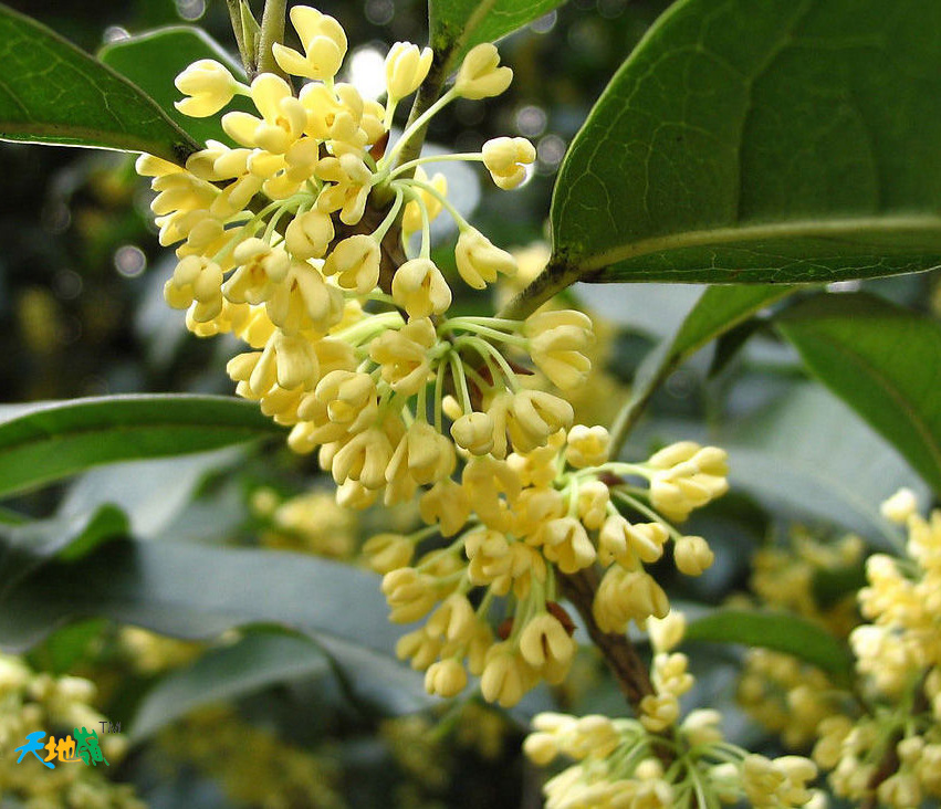 桂花树