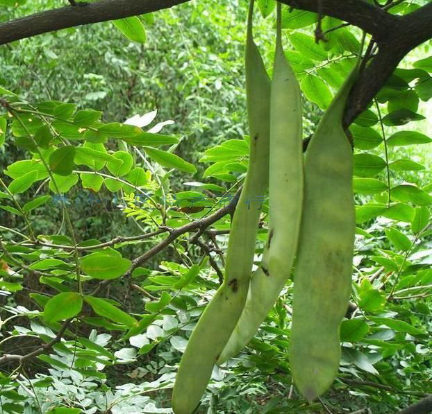 皂角树