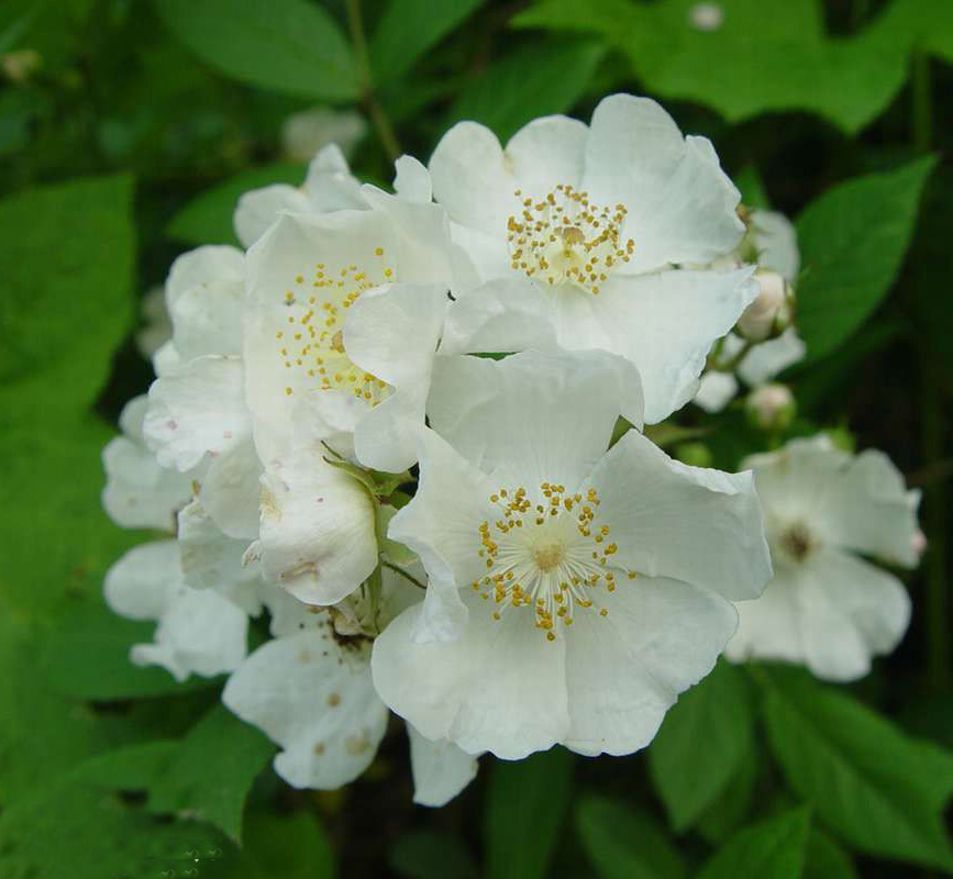 香花刺