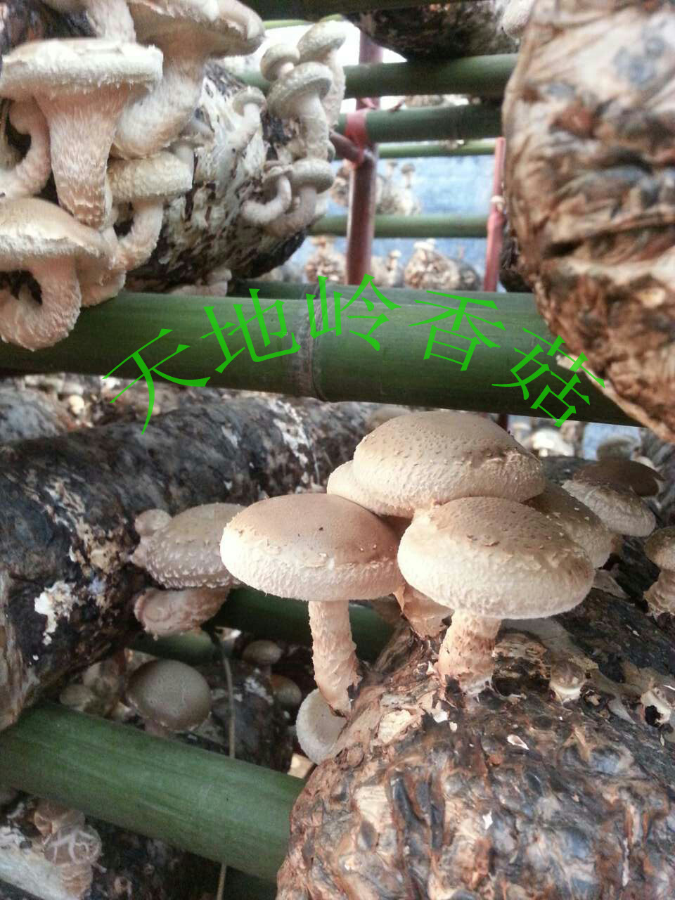 教你如何吃香菇 吃出小蛮腰